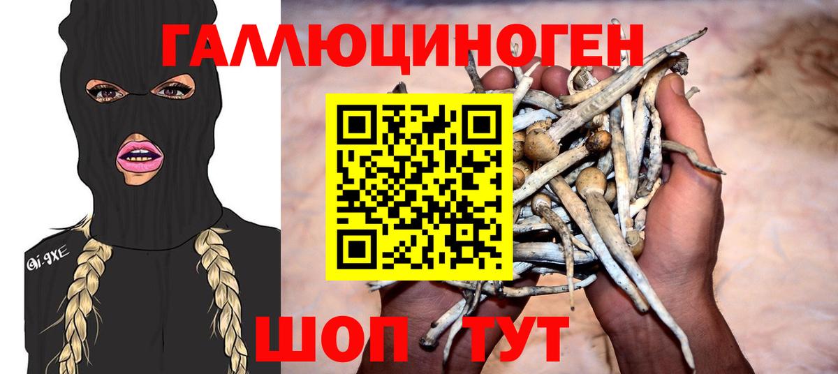 Галлюциногенные грибы Psilocybine cubensis Корсаков